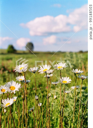 Camomile meadow Camomile meadow 99188503