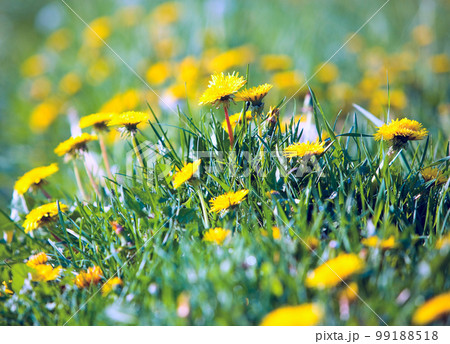Dandelions 99188518