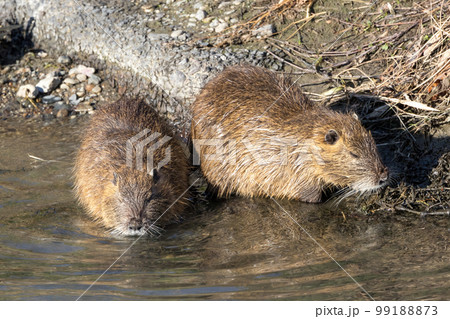 川岸で休む二匹のヌートリア 川岸で休む二匹のヌートリア 99188873