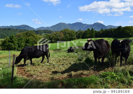 牛の放牧 月山高原牧場 山形県 99189169