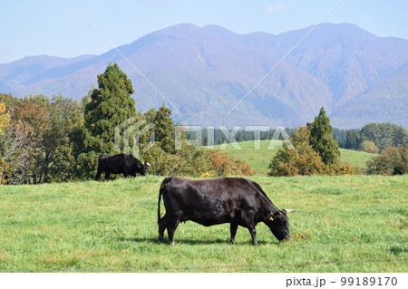 牛の放牧 月山高原牧場 山形県 99189170