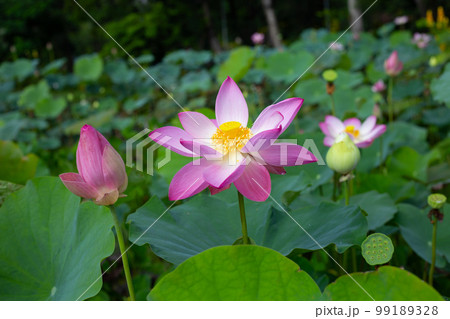 Pink lotus flower blooming in pond with green leaves Pink lotus flower blooming in pond with green leaves 99189328