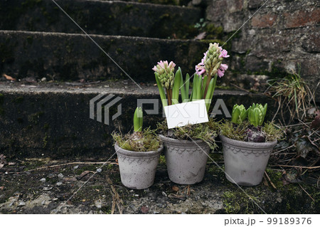 Set of pink blooming hyacinth bulbs in clay flower pots. Moss and old brick stairs in garden. Blank business card mockup scene, no people. Gardening concept. Moody floral Easter springtime still life. Set of pink blooming hyacinth bulbs in clay flower pots. Moss and old brick stairs in garden. Blank business card mockup scene, no people. Gardening concept. Moody floral Easter springtime still life. 99189376