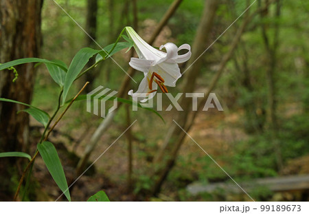 山の中で下向きにひっそりと咲いている真っ白なササユリの花が可憐で