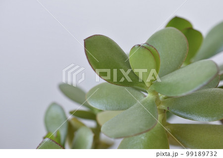 縁紅弁慶 99189732