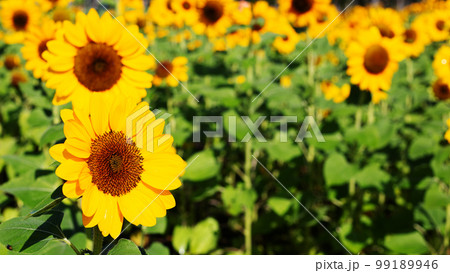 Sunflower field, Beautiful summer landscape. Sunflower field, Beautiful summer landscape. 99189946