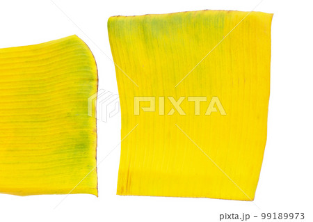 Yellow banana leaf on white background 99189973