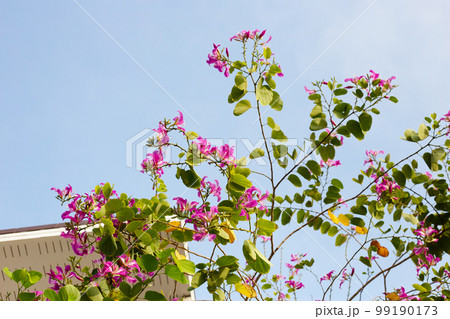 Bauhinia purpurea tree with pink flower Bauhinia purpurea tree with pink flower 99190173