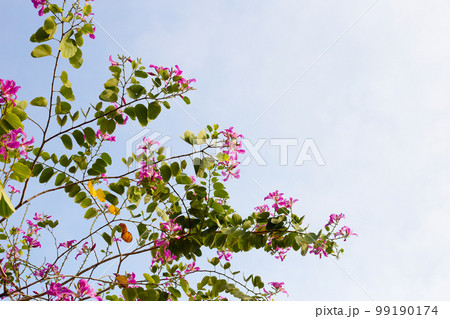 Bauhinia purpurea tree with pink flower Bauhinia purpurea tree with pink flower 99190174