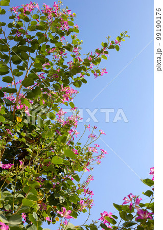 Bauhinia purpurea tree with pink flower Bauhinia purpurea tree with pink flower 99190176