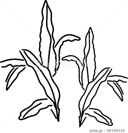 sketch of minimal leaves of palm 99190520