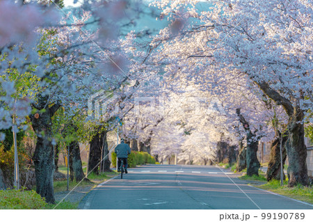 長瀞の北桜通り 99190789