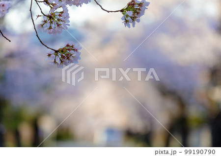 長瀞の北桜通り 99190790