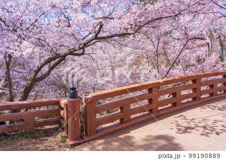 （長野県）高遠城址公園・桜雲橋　満開の桜 99190889