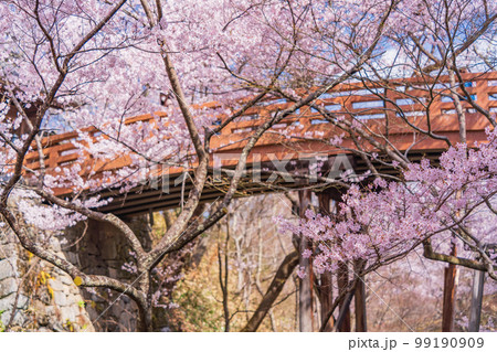 (長野県)高遠城址公園・満開の桜 桜雲橋を見上げる (長野県)高遠城址公園・満開の桜 桜雲橋を見上げる 99190909
