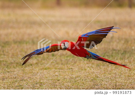 地面スレスレを飛ぶベニコンゴウインコの飛翔シーン 地面スレスレを飛ぶベニコンゴウインコの飛翔シーン 99191873