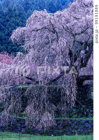 本郷の滝桜 又兵衛桜 縦構図 本郷の滝桜 又兵衛桜 縦構図 99191889