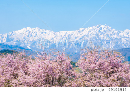 信州・小川村の春（桜と北アルプス） 99191915