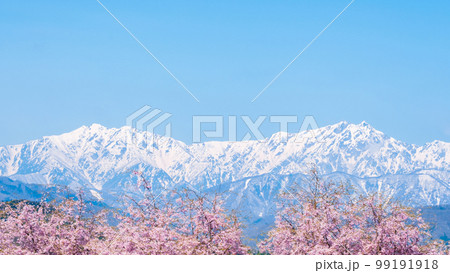 信州・小川村の春（桜と北アルプス） 99191918