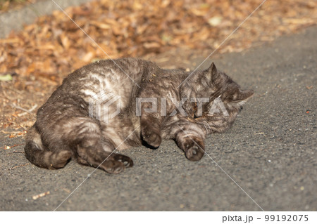 リラックスして寝転ぶメスの地域猫 99192075