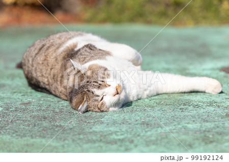 リラックスして寝転ぶ公園の猫 リラックスして寝転ぶ公園の猫 99192124