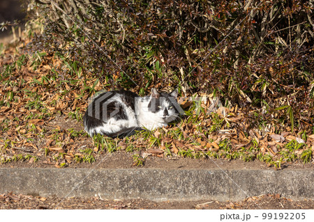 リラックスして寝転ぶ白黒ぶちの猫 99192205