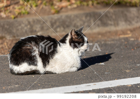 リラックスして寝転ぶ白黒ぶちの猫 99192208