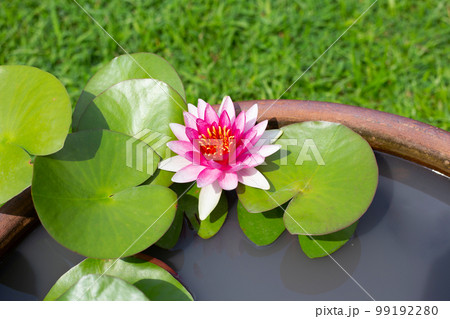 Beautiful blooming Nymphaea, pink red lotus flower with leaves, Water lily pot Beautiful blooming Nymphaea, pink red lotus flower with leaves, Water lily pot 99192280