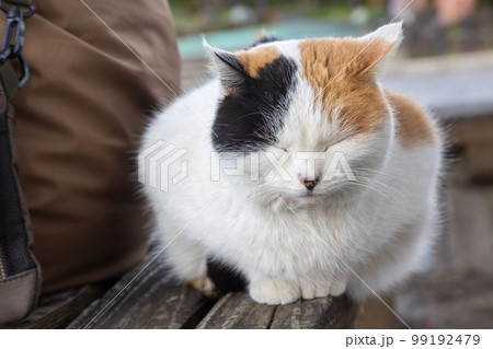 人懐こい三毛猫 99192479