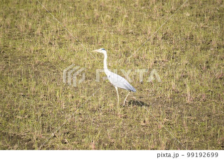 アオサギが舞い降りた、田んぼで何を狙うのか。 99192699