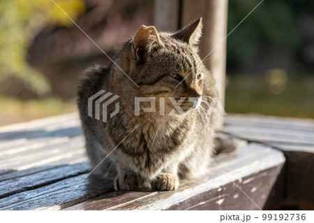 リラックスしているキジトラの猫 99192736