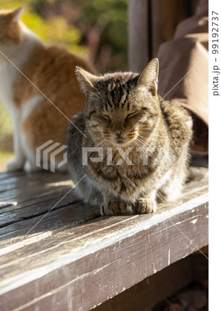リラックスしているキジトラの猫 リラックスしているキジトラの猫 99192737