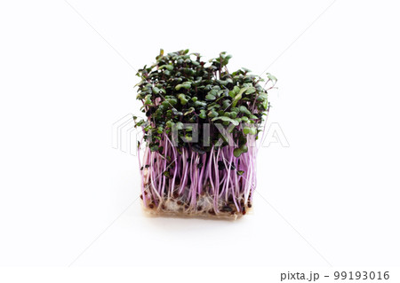 Red cabbage sprouts on white background. Red cabbage sprouts on white background. 99193016