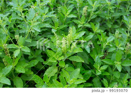 Holy basil plant in the garden Holy basil plant in the garden 99193070
