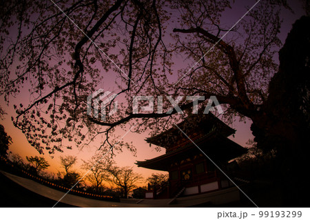 孝道山の桜と夕景（東白楽） 99193299