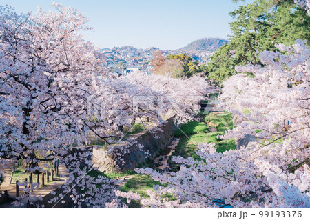 夙川の桜 99193376