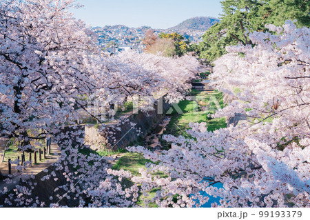 夙川の桜 夙川の桜 99193379
