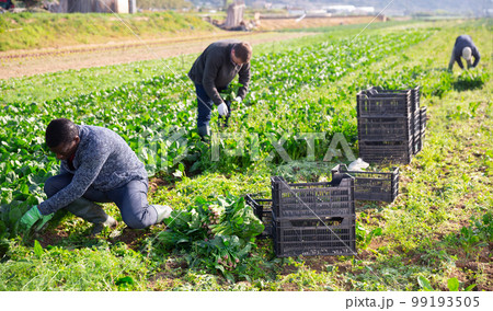 Men gardeners during harvestung of fresh spinach Men gardeners during harvestung of fresh spinach 99193505