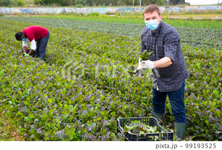 Two male gardeners in protective medical masks picking harvest of mustard leaf 99193525