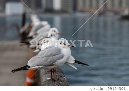 ユリカモメ　琵琶湖大津港 99194301