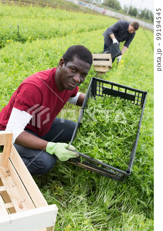 Worker peeling and collects green mizuna in a box 99194545