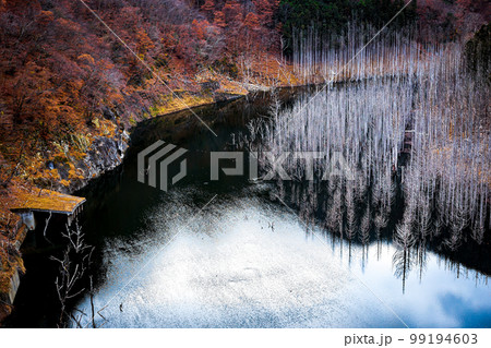 荘厳で美しいダム湖の水没林 湯西川 荘厳で美しいダム湖の水没林 湯西川 99194603