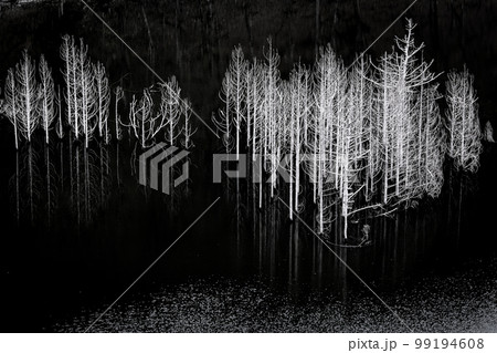 荘厳で美しいダム湖の水没林　湯西川 99194608