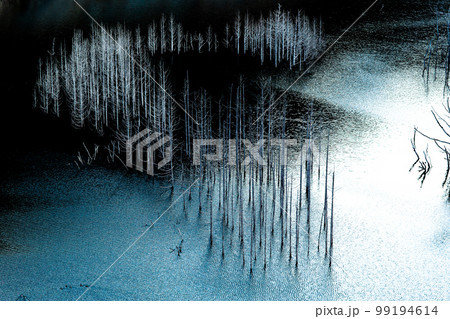 荘厳で美しいダム湖の水没林　湯西川 99194614