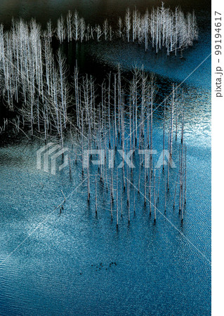 荘厳で美しいダム湖の水没林 湯西川 荘厳で美しいダム湖の水没林 湯西川 99194617