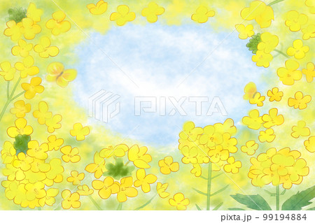 菜の花と空 菜の花と空 99194884