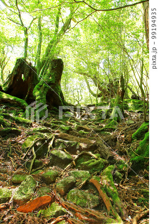 屋久島 白谷雲水峡 新緑 屋久島 白谷雲水峡 新緑 99194935