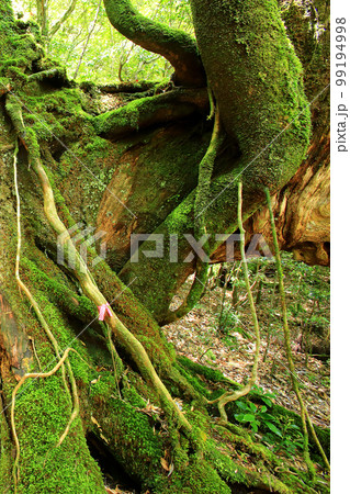 屋久島　白谷雲水峡　新緑 99194998