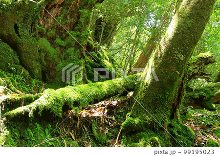 屋久島 白谷雲水峡 新緑 屋久島 白谷雲水峡 新緑 99195023
