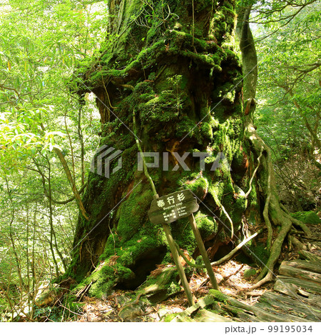 屋久島　白谷雲水峡　新緑 99195034